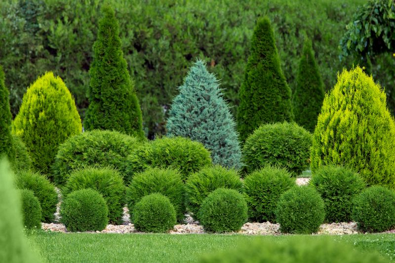Shaped Shrubs