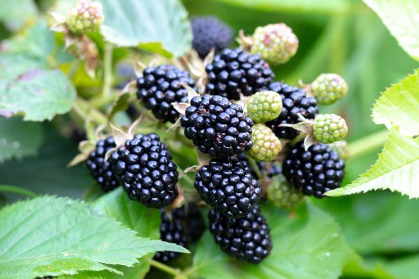 Blackberry Bush Removal in Hattiesburg