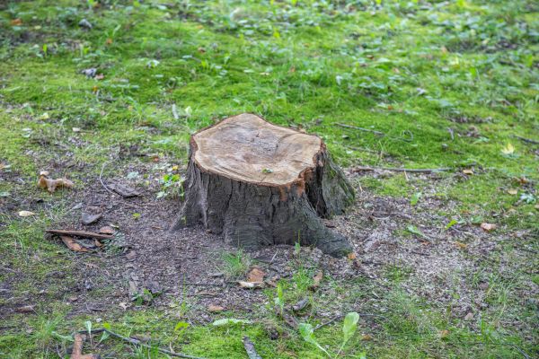 Bush Stump Removal in Hattiesburg