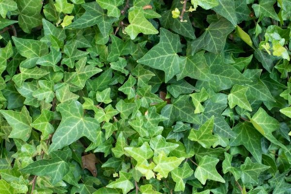Cost of English Ivy Removal in Hattiesburg