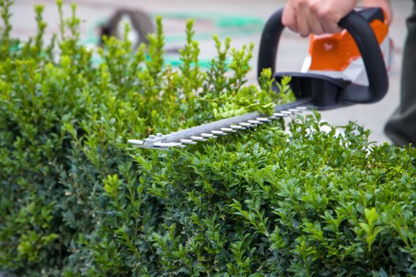 Hedge Pruning in Hattiesburg