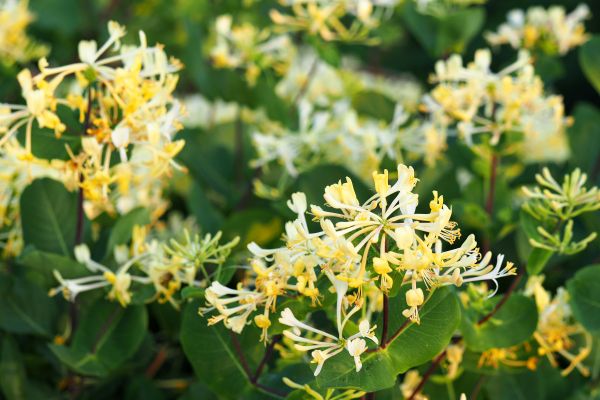 Cost of Honeysuckle Removal in Hattiesburg