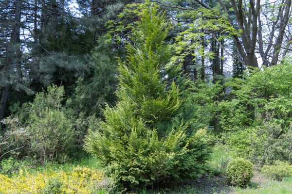 Cost of Juniper Pruning in Hattiesburg