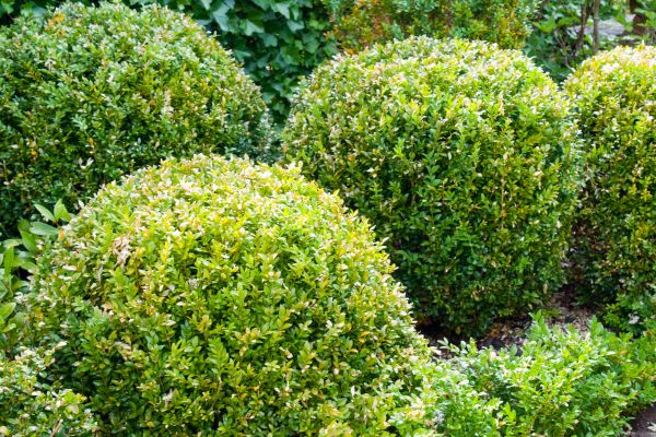 Cost of Landscape Trimming Service in Hattiesburg