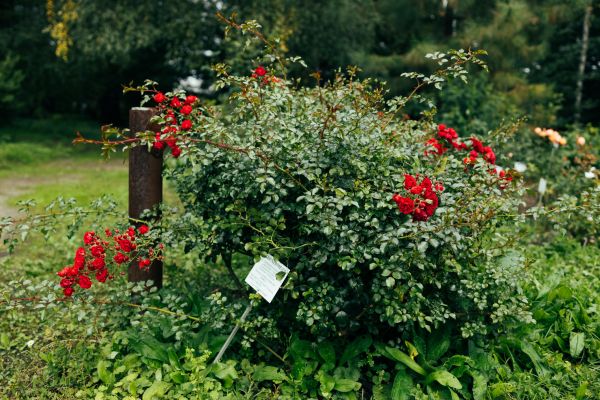 Cost of Rose Bush Removal in Hattiesburg