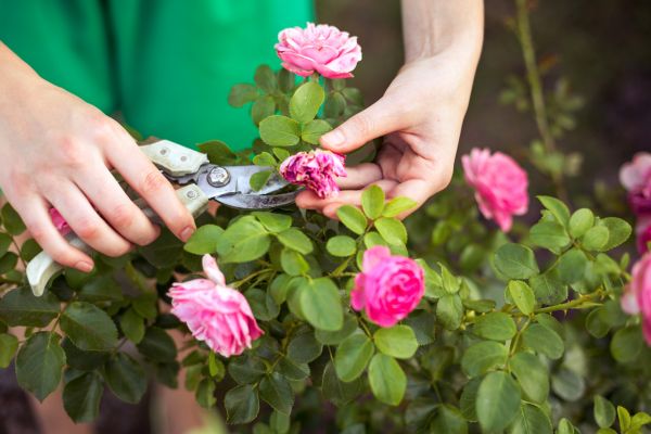 Cost of Rose Trimming in Hattiesburg