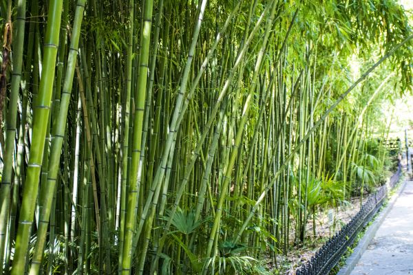Cost of Bamboo Root Removal in Hattiesburg
