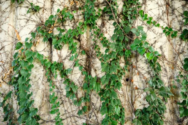 Cost of Vine Removal Service in Hattiesburg