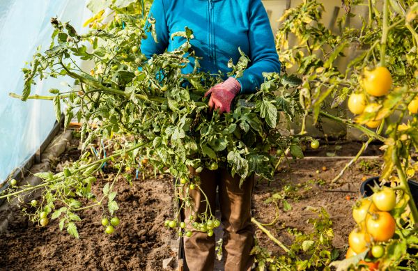 Cost of Garden Plant Removal in Hattiesburg