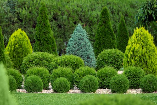 Cost of Shrub Shaping in Hattiesburg