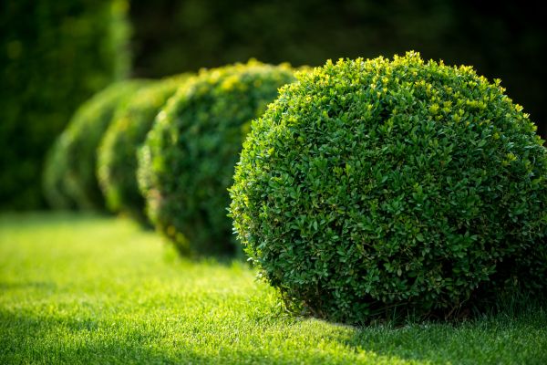 Cost of Bush Pruning in Hattiesburg