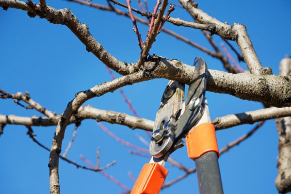 Cost of Selective Pruning in Hattiesburg