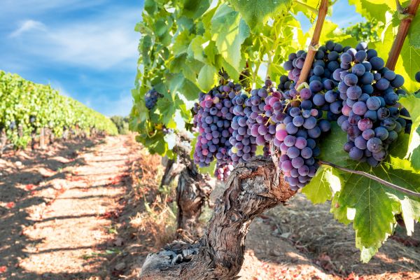 Cost of Grapevine Pruning in Hattiesburg
