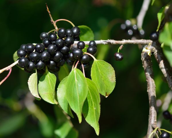 Cost of Buckthorn Removal in Hattiesburg
