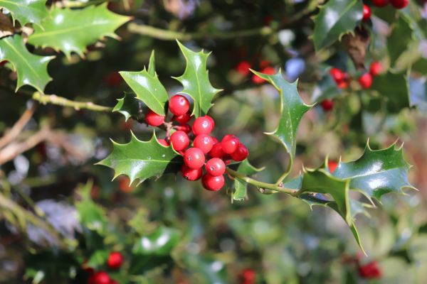 Cost of Holly Tree Trimming in Hattiesburg