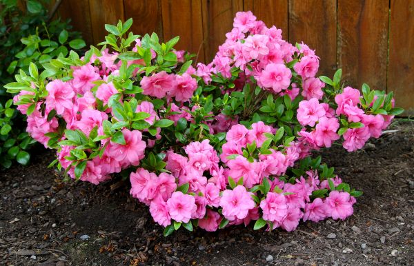 Cost of Azaleas Removal in Hattiesburg