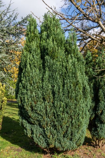 Cost of Juniper Trimming in Hattiesburg