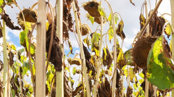 Cost of Dead Plant Removal in Hattiesburg