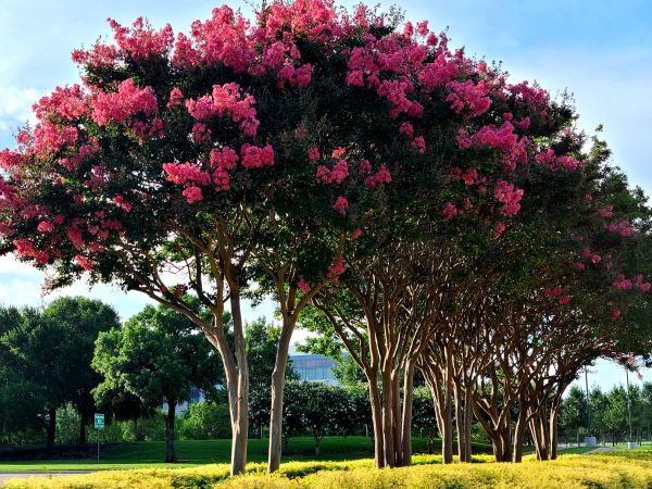Cost of Crepe Myrtle Pruning in Hattiesburg