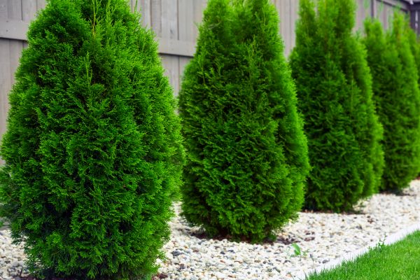 Cost of Arborvitae Pruning in Hattiesburg