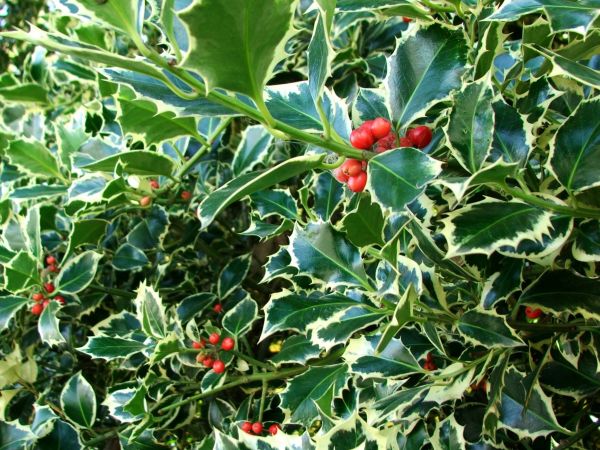 Cost of Holly Bushes Trimming in Hattiesburg