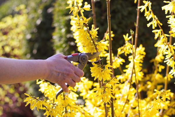 Forsythia Pruning in Hattiesburg