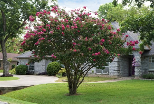 Crepe Myrtle Trimming in Hattiesburg