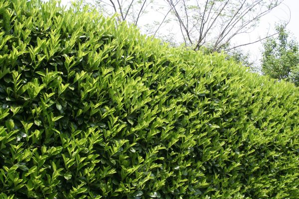 Cost of Laurel Shrub Removal in Hattiesburg