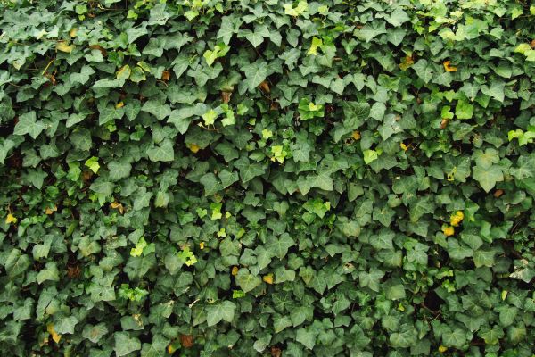 Cost of Ivy Pruning service in Hattiesburg