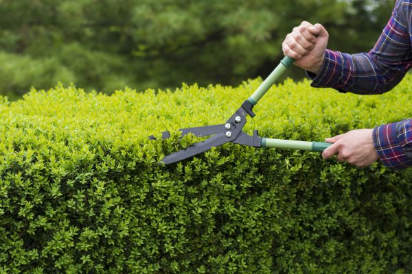 Cost of Evergreen Shrub Pruning in Hattiesburg