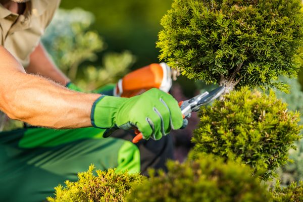 Cost of Landscape Pruning Service in Hattiesburg