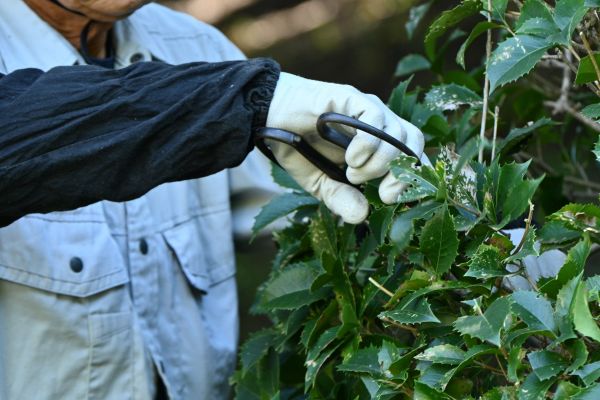 Holly Pruning in Hattiesburg