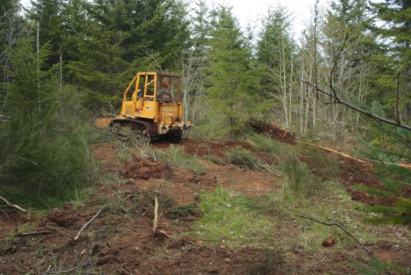 Cost of Shrubbery Clearing in Hattiesburg