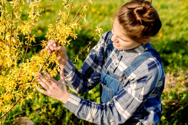 Cost of Forsythia Trimming in Hattiesburg