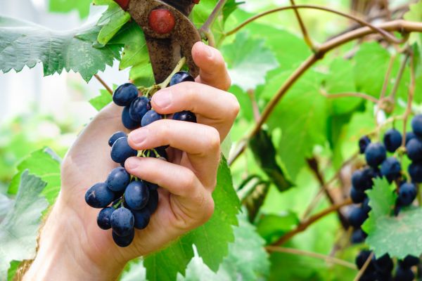 Cost of Vineyard Pruning in Hattiesburg