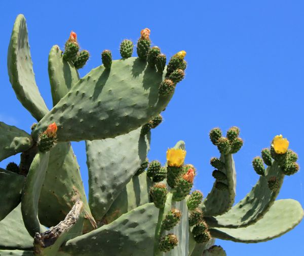 Cost of Cactus Removal in Hattiesburg