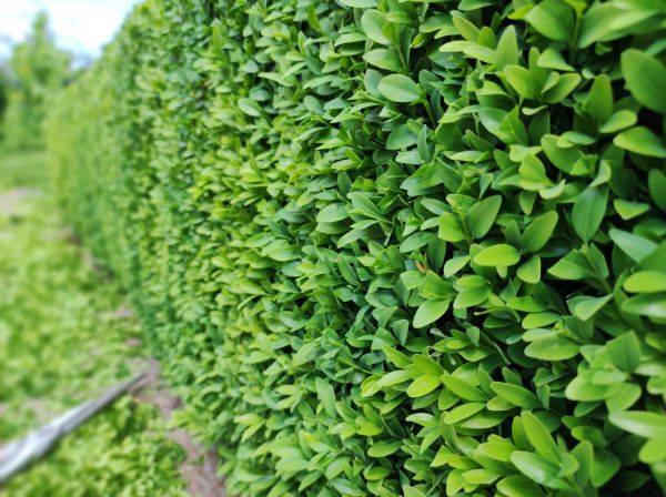 Cost of Boxwood Pruning in Hattiesburg