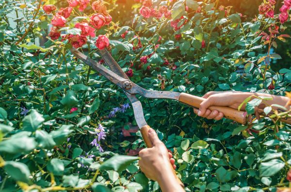 Knockout Roses Pruning in Hattiesburg
