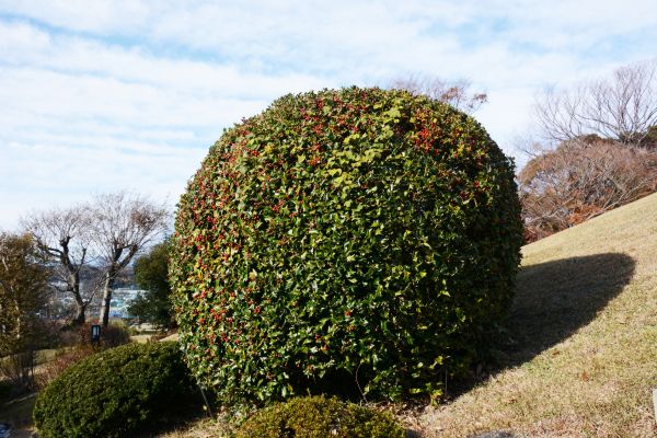 Cost of Holly Shrub Pruning in Hattiesburg