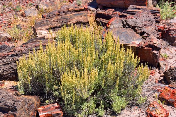 Cost of Sagebrush Removal in Hattiesburg