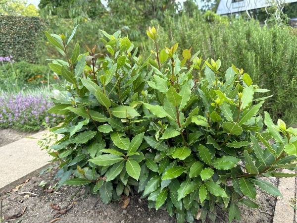 Cost of Laurel Hedge Trimming in Hattiesburg