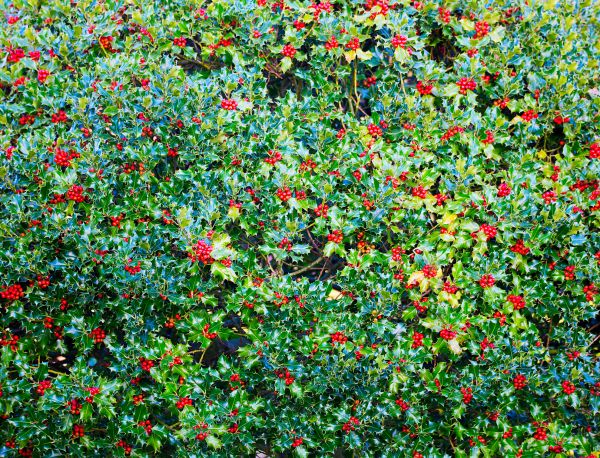Cost of Holly Bush Removal in Hattiesburg
