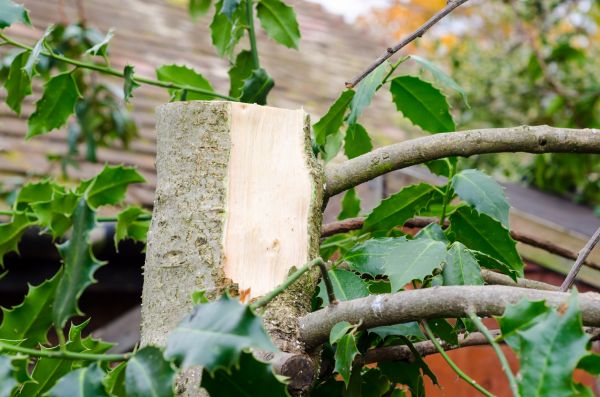 Cost of Holly Tree Removal in Hattiesburg