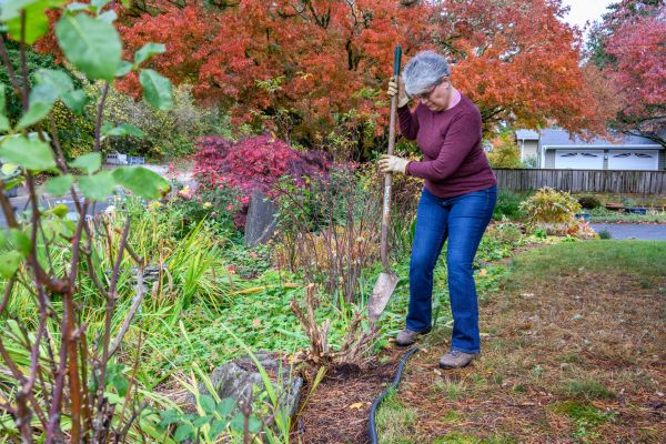 Cost of Dead Bush Removal in Hattiesburg