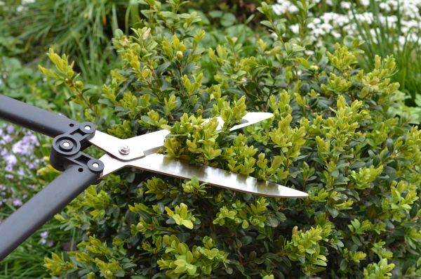 Cost of Boxwood Trimming in Hattiesburg