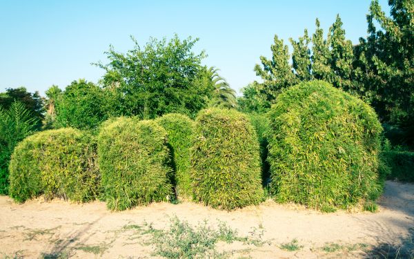 Cost of Bamboo Hedge Removal in Hattiesburg