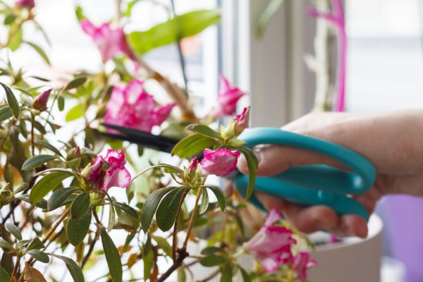 Azalea Pruning in Hattiesburg