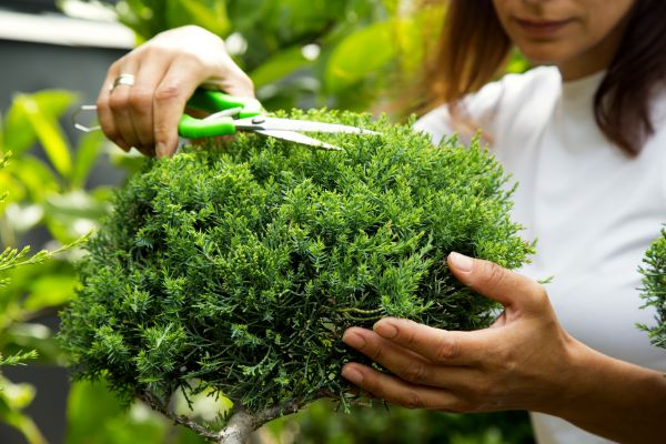 Cost of Juniper Shrub Pruning in Hattiesburg