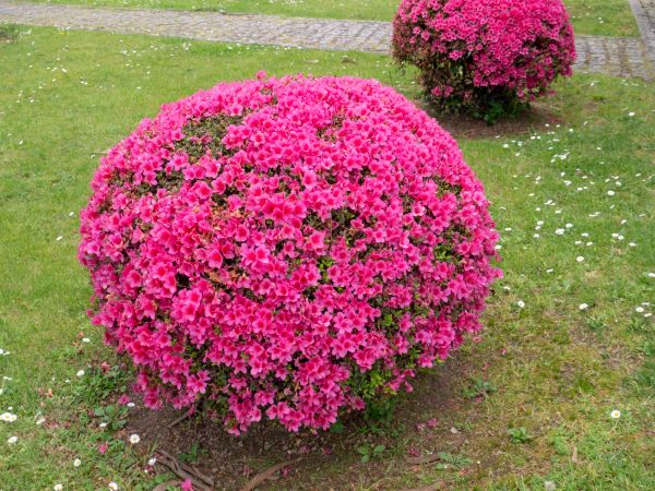 Cost of Rhododendron Pruning in Hattiesburg
