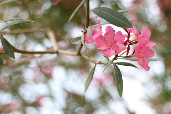 Cost of Oleander Removal in Hattiesburg